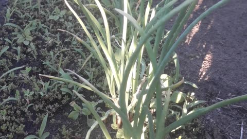 Green onions