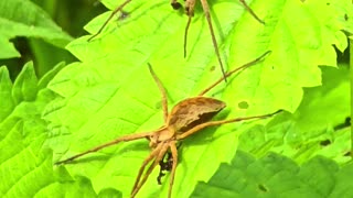 Spider scares another spider / slow motion / two beautiful spiders.