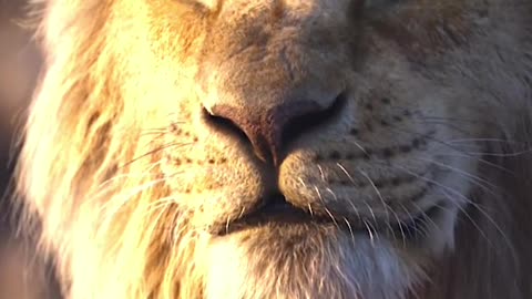 Mufasa, the eternal lion king in my heart