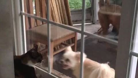 Dog And Cat Fight It Out From Either Side Of A Glass Door