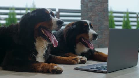 dogs watching film :funny