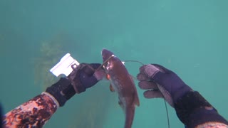 Spearfishing for Rockfish - Monterey - Carmel - Big Sur