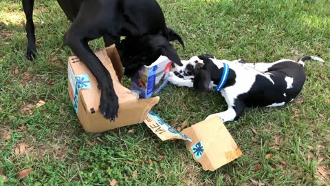 Funny Great Dane Teaches Puppy How To Open Amazon Package