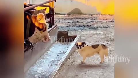 Funny dog and cat moment
