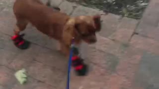Brown floppy ear dog walking in boots