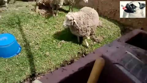 Mighty SHEEP Charging People Compilation - Funny Animals 2020