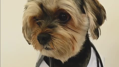 How to give medicine to a pet dog