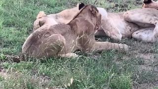 Lioness Plays With Cub