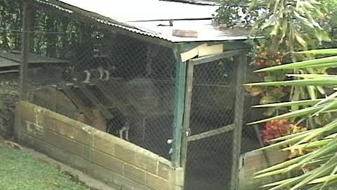 Beagle Pup Fancies Herself An Escape Artist