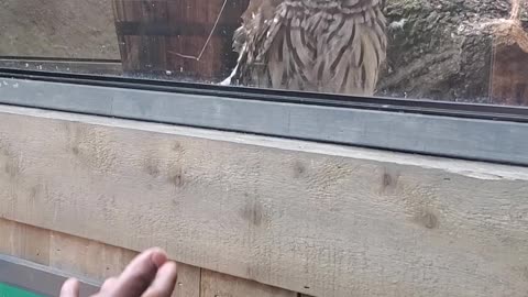 Owl Has Heard Enough