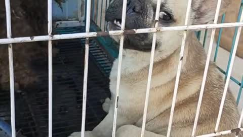 a long haired dog