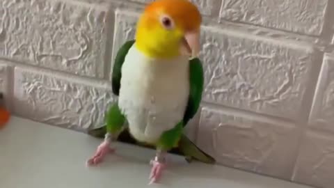 Bird Dancing
