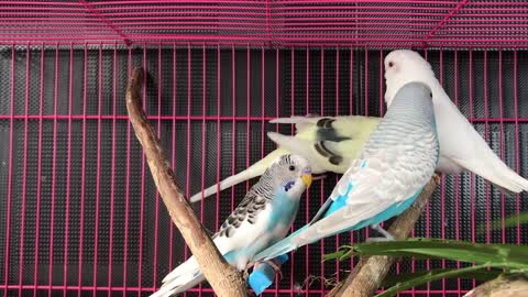 australian parrots