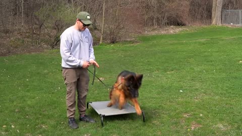 Training the Release Command for Dogs