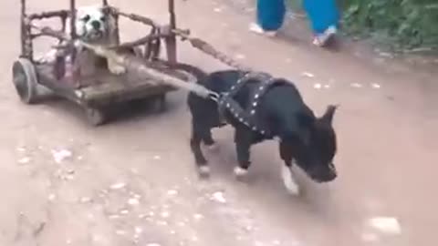 Dog cart