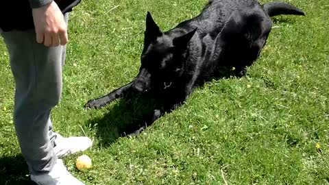 German black shepherd in training