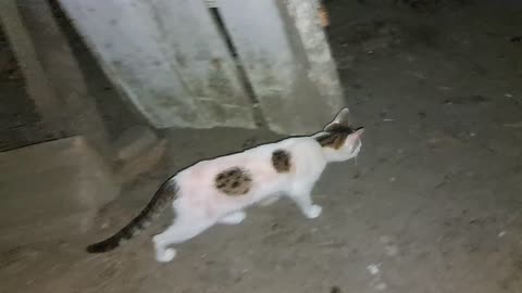 The little sweet and beautiful little cat went on a night search.