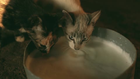 Cute two cats eating scene