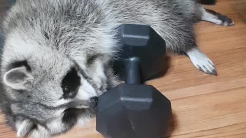 Raccoon tastes dumbbells to be strong.