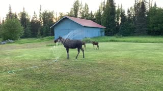 Moose Family Plays in Backyard Sprinklers