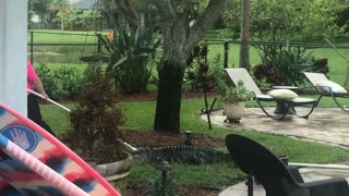 Gator Pulled from Florida Pool