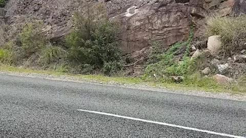 Police Officer Hides in Bushes in the Name of Road Safety