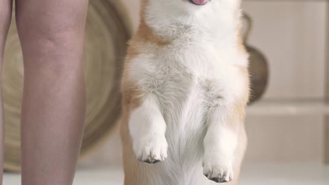 Funniest & Cutest Labrador Puppies #2 - Funny Puppy Videos 2020