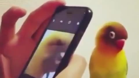 the parrot is very intelligent
