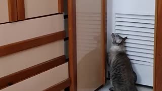 Clever Cat Can Open Doors