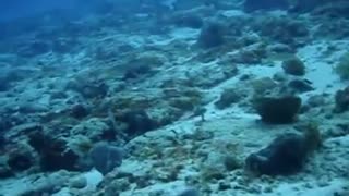 2009 Cozumel Diving