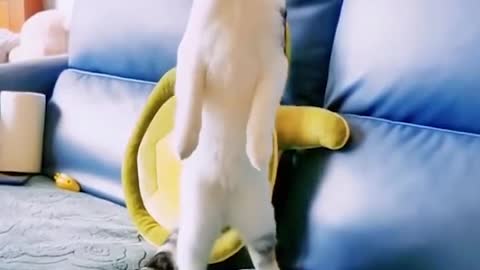 Funniest Cats and Dogs Videos 🐶🐱 | Funny Animal Videos