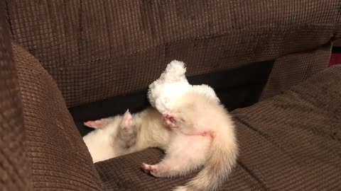 Adorable ferret, Nibbles playing with the bunny