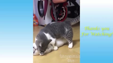 Funny And Cute Cat'S Life Cats And dogs Owners Are The Best Friends Videos