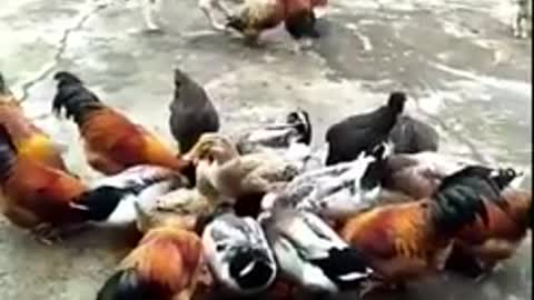 Dog VS chicken fight- funny dog fight