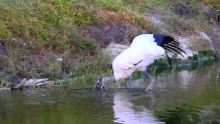 The Beautiful Wood Stork -