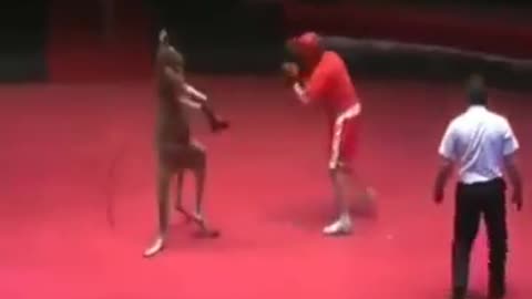 fight of animal(kangaroo) Vs man