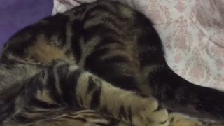 Cat Sleeps Upside Down