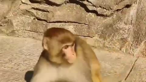 This monkey is so playful and naughty