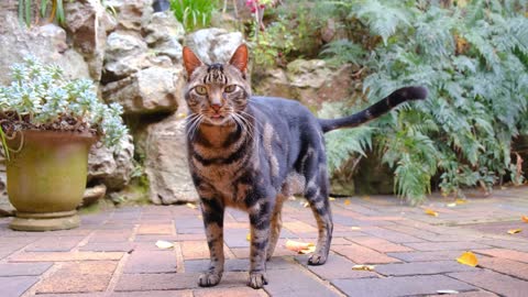 A Pet Cat Standing On The Brick Floor Of A Garden