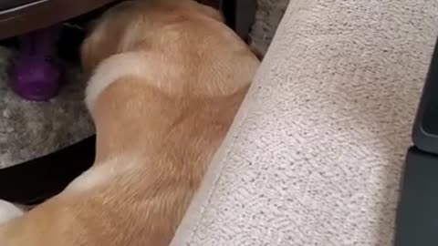 My Labrador dog hates being disturbed during sleeping funny dog video