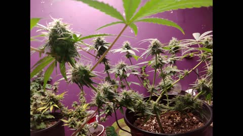 Maui Wowie from Seed/ Cannabis Indoor Grow