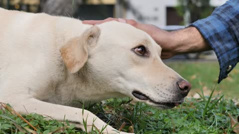 Stroking a dog lying on the grass