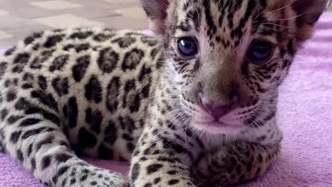 Small leopard