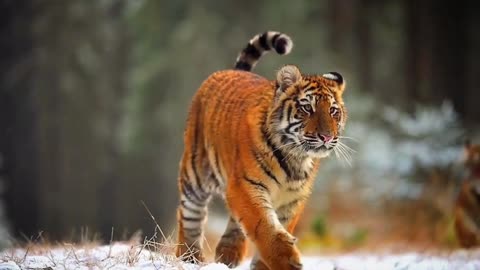 Siberian tigers running in the snow