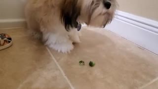 Gracie eating broccoli ASMR