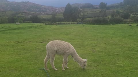 Alpaca eating grass