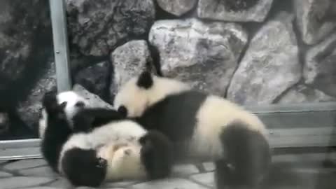 Baby Twin Panda