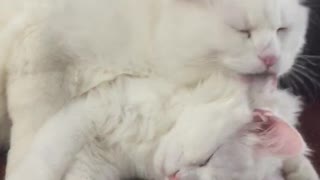 One white cat licks other white sleeping cat