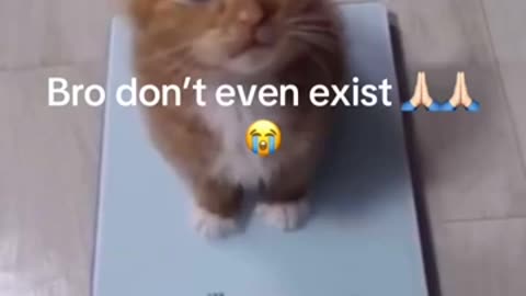 Funny Cat Videos :)