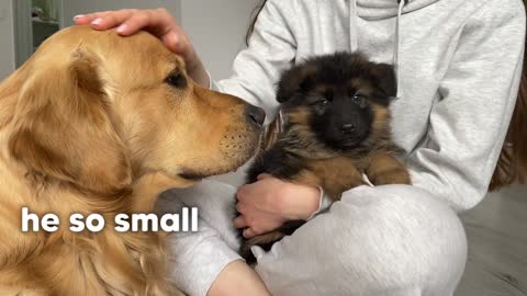 Golden Retriever Meets New Puppy Emotional Dog Reaction